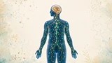 What Is the Endocannabinoid System? How the ECS Works
