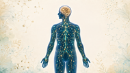 What Is the Endocannabinoid System? How the ECS Works