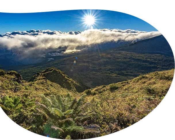 Premium Hawaiian CBD, Rare Cannabinoids & Terpenes