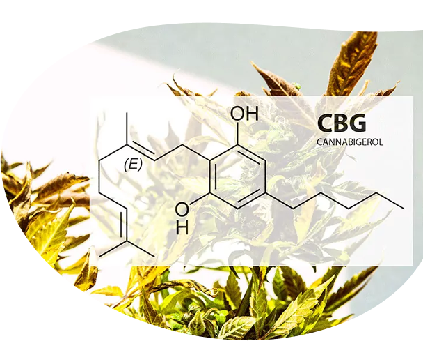 Our Rare Cannabinoids