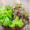 Walloon Lettuce Spring Mix