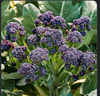 Broccoli; Sprouting Purple Organic