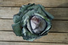 Cabbage: Red Organic