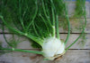 Fennel Organic