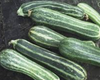 Squash: Zucchini Green/Striped Organic