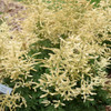 Aruncus Goats Beard