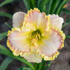 Hemerocallis Daylily