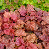 Heuchera Coral Bells Proven Winner
