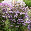 Clematis Bush  Proven Winner