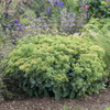 Sedum Proven Winner