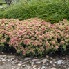 Sedum Proven Winner