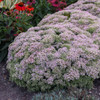 Sedum Proven Winner