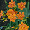 Belamcanda Blackberry Lily Freckle Face