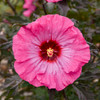 Hibiscus Rose Mallow