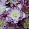 Helleborus Lenten Rose Wedding Party Mix