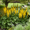 Ligularia Proven Winner