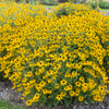 Rudbeckia Black Eyed Susan Proven Winner