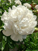 Paeonia Peony