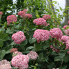 Hydrangea Smooth Leaf Proven Winner