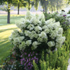Hydrangea Panicle Proven Winner
