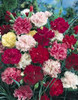 Carnation Dianthus