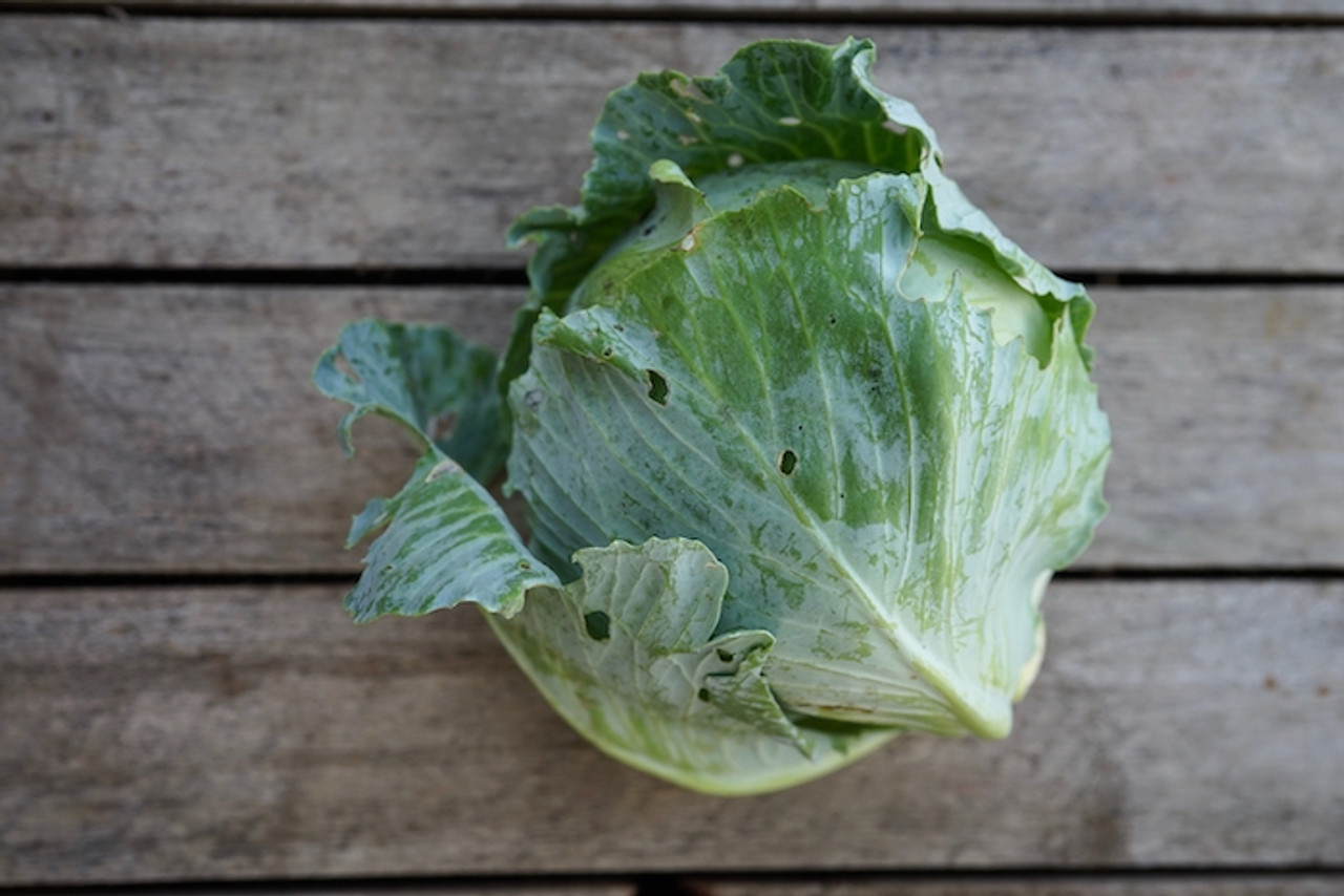 Cabbage: Green Organic