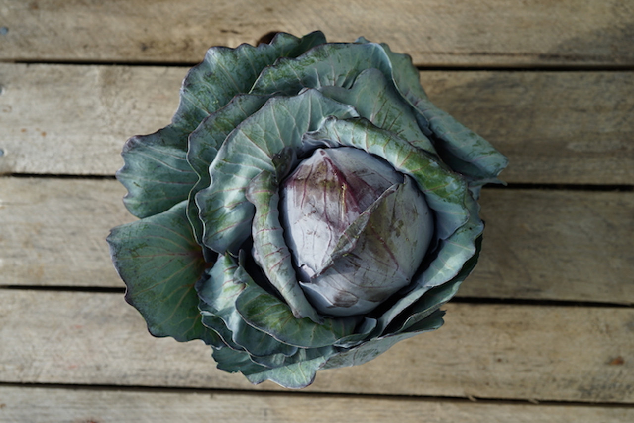 Cabbage: Red Organic