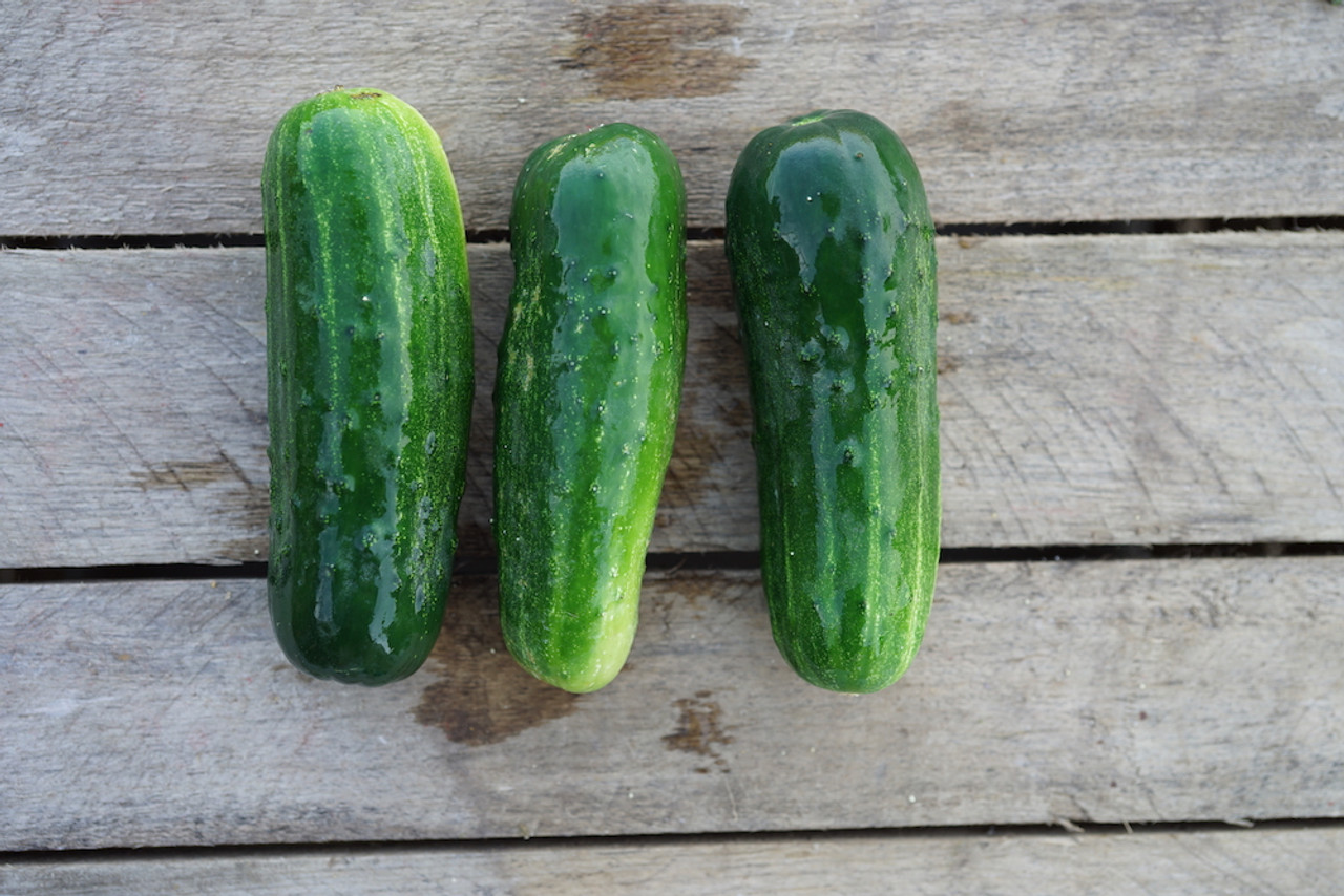 Cucumber: Pickling Organic