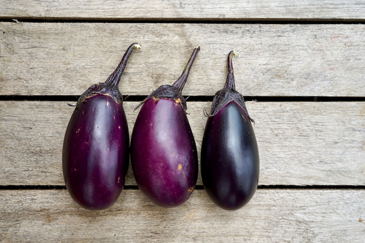 Eggplant: Black Italian Organic
