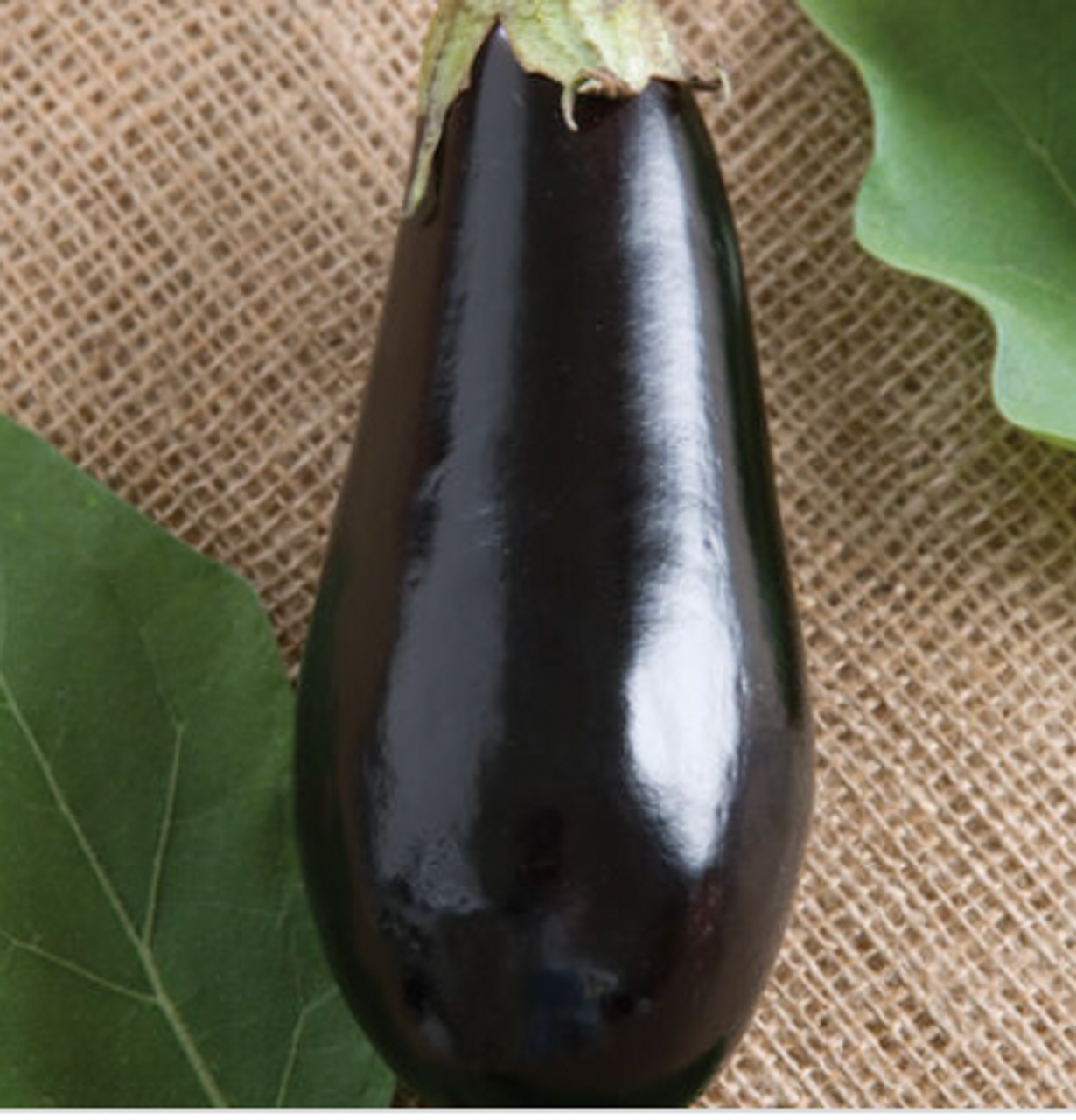 Eggplant: Purple Round Organic