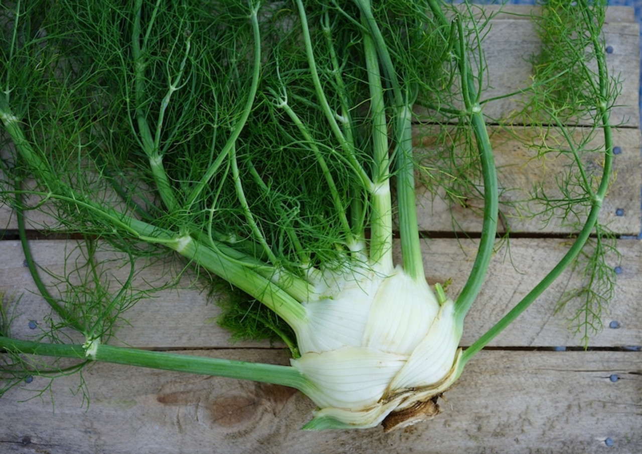 Fennel Organic