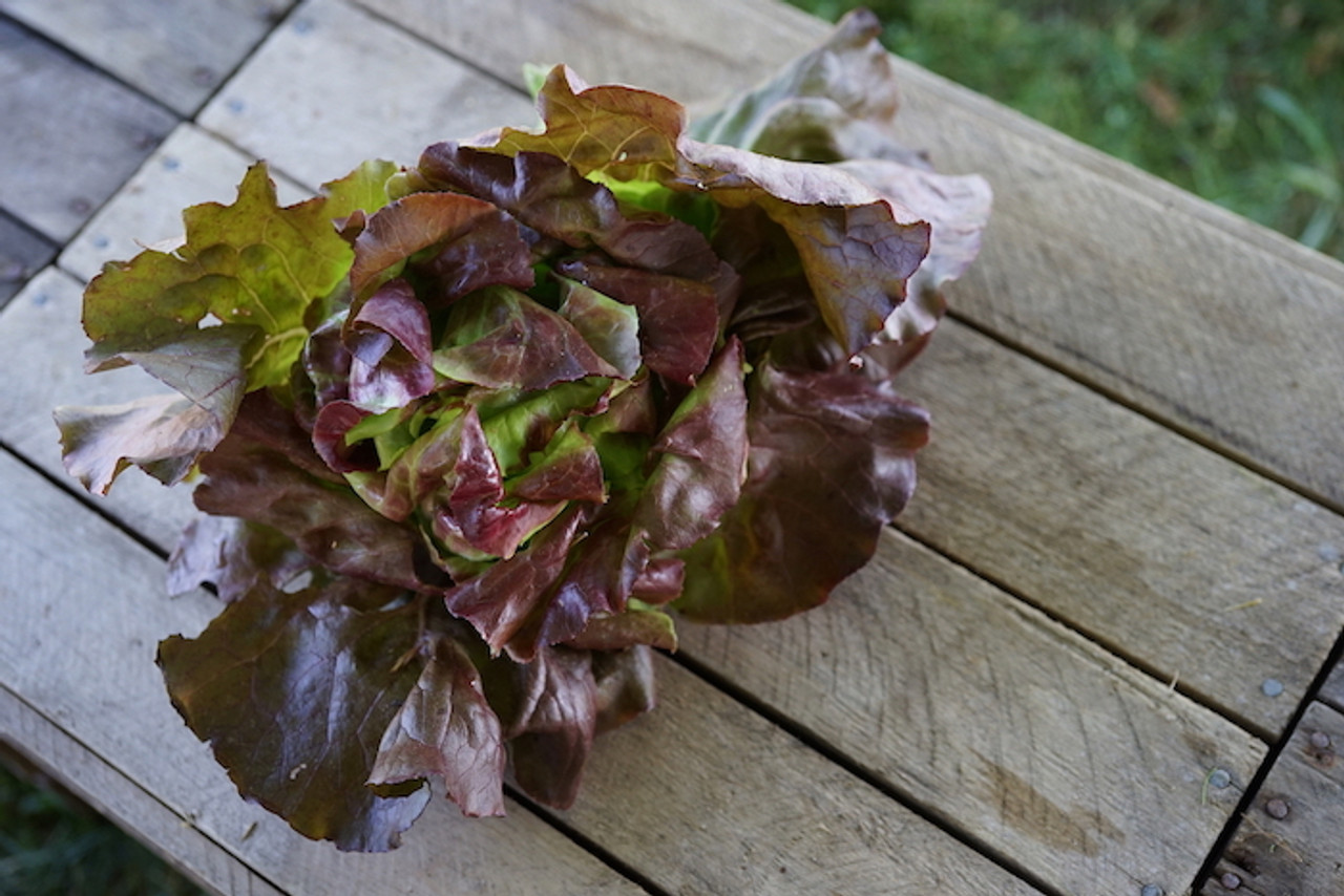 Lettuce: Red Butterhead Organic