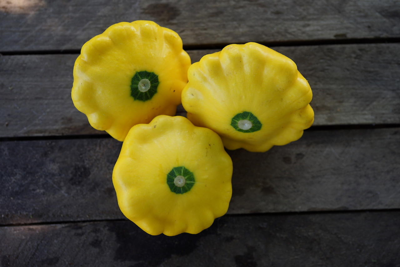 Squash; Patty Pan Yellow Organic
