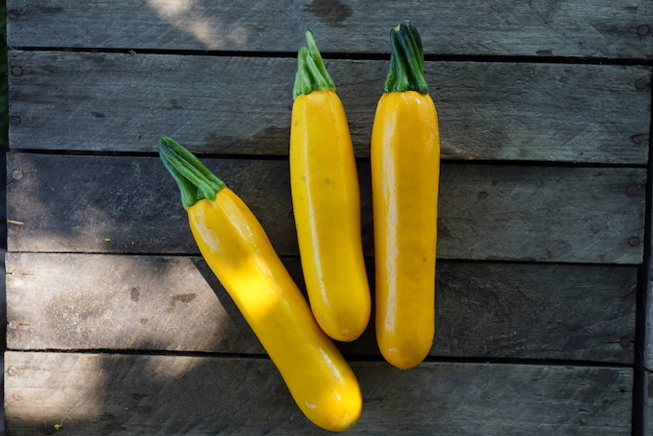 Squash: Golden Zucchini Organic