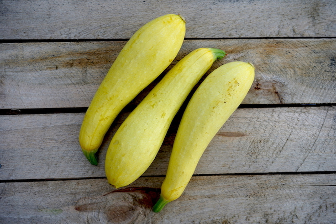 Squash:Yellow Summer Organic