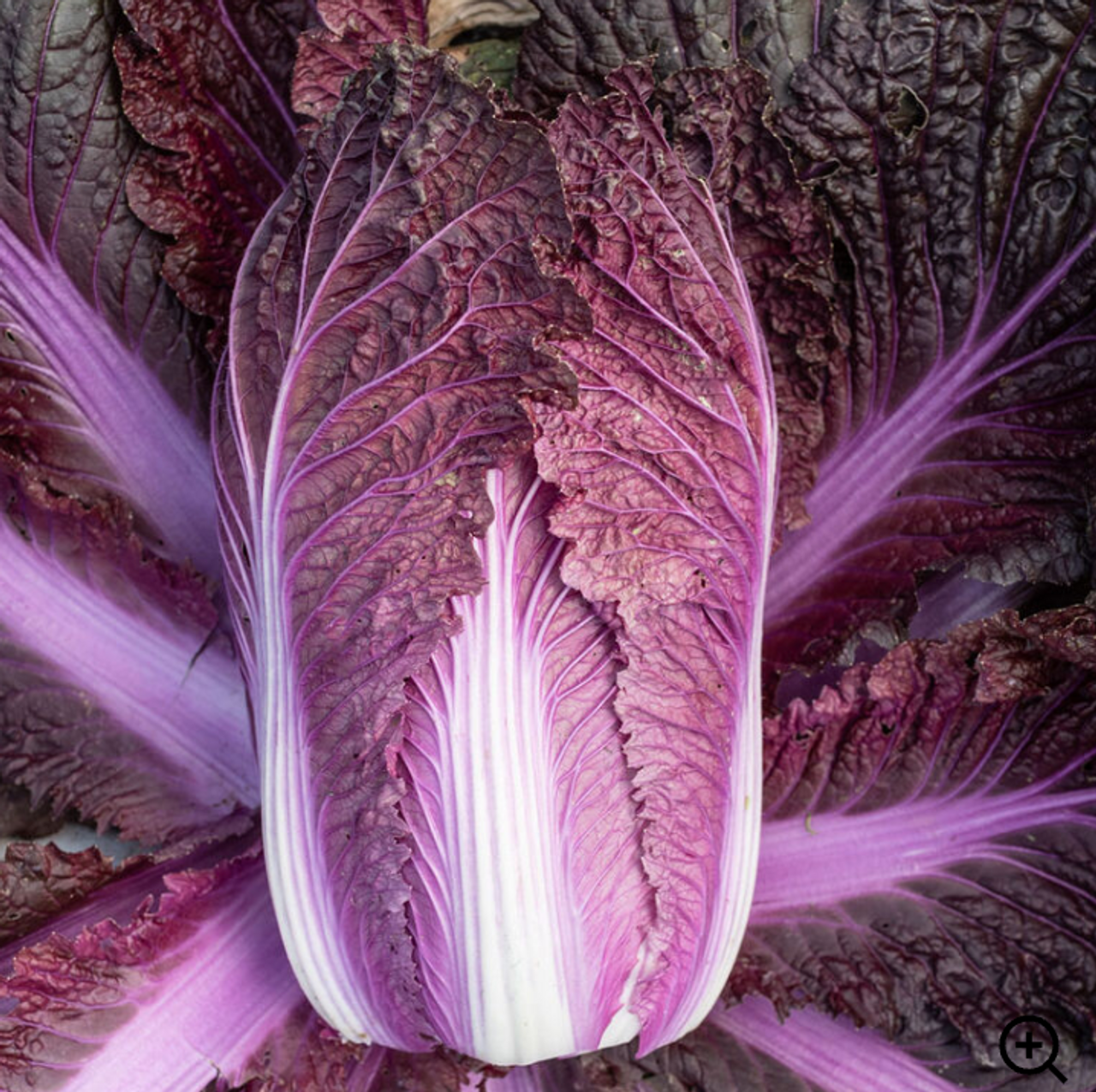 Cabbage: Napa Purple Organic