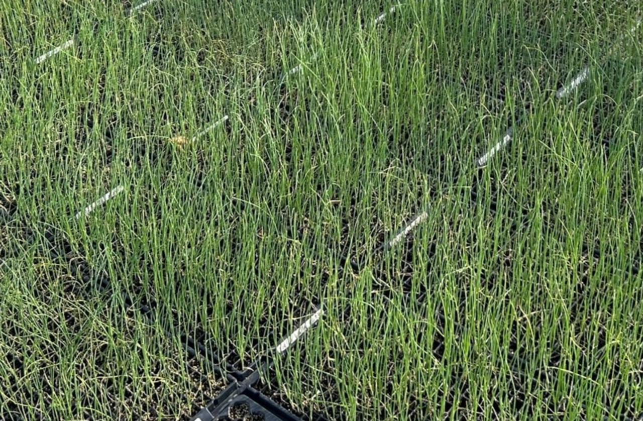 Walla Walla; Sweet Onion Organic Transplants