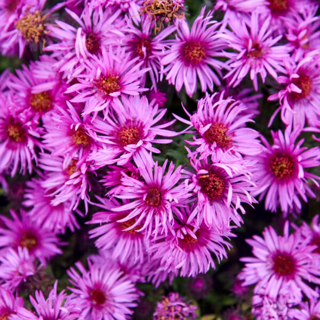 Aster New England & Stokesia