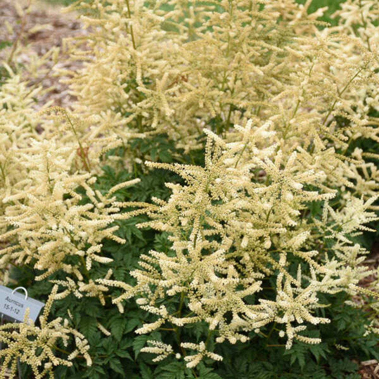 Aruncus Goats Beard