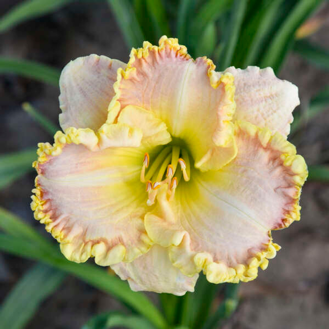 Hemerocallis Daylily