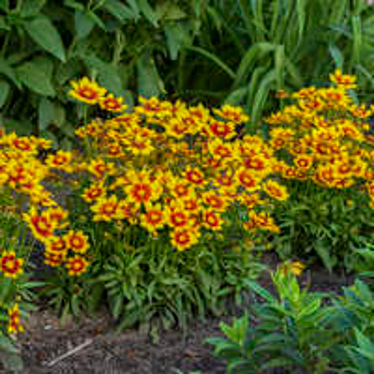 Coreopsis Perennial
