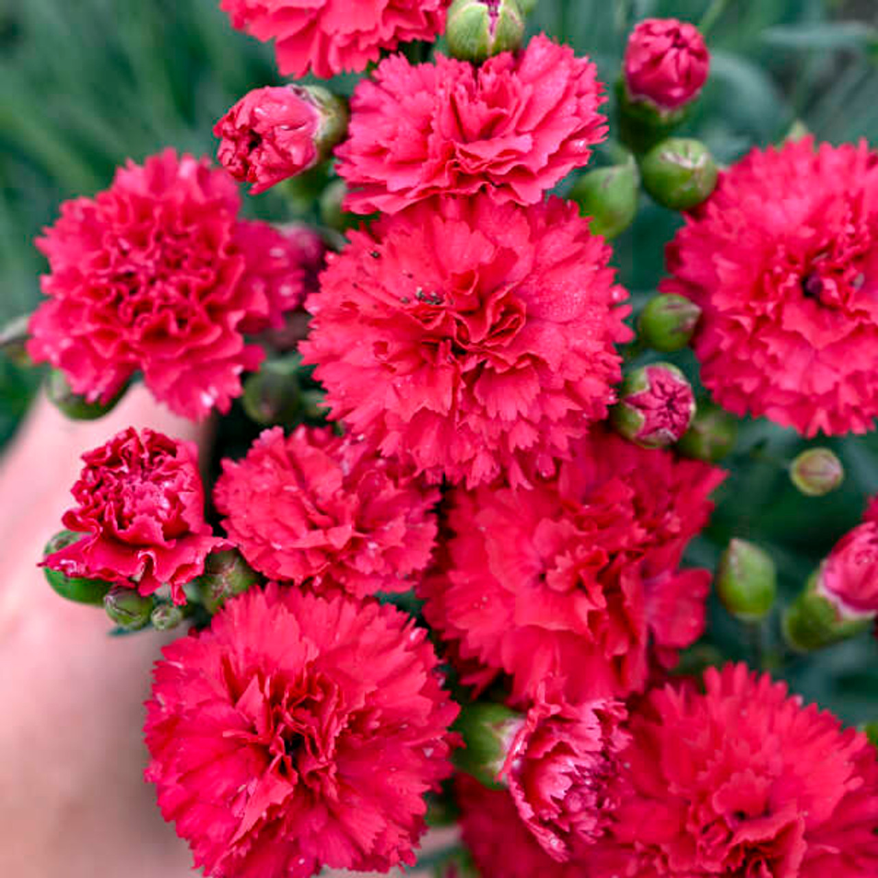 Dianthus "Pinks"