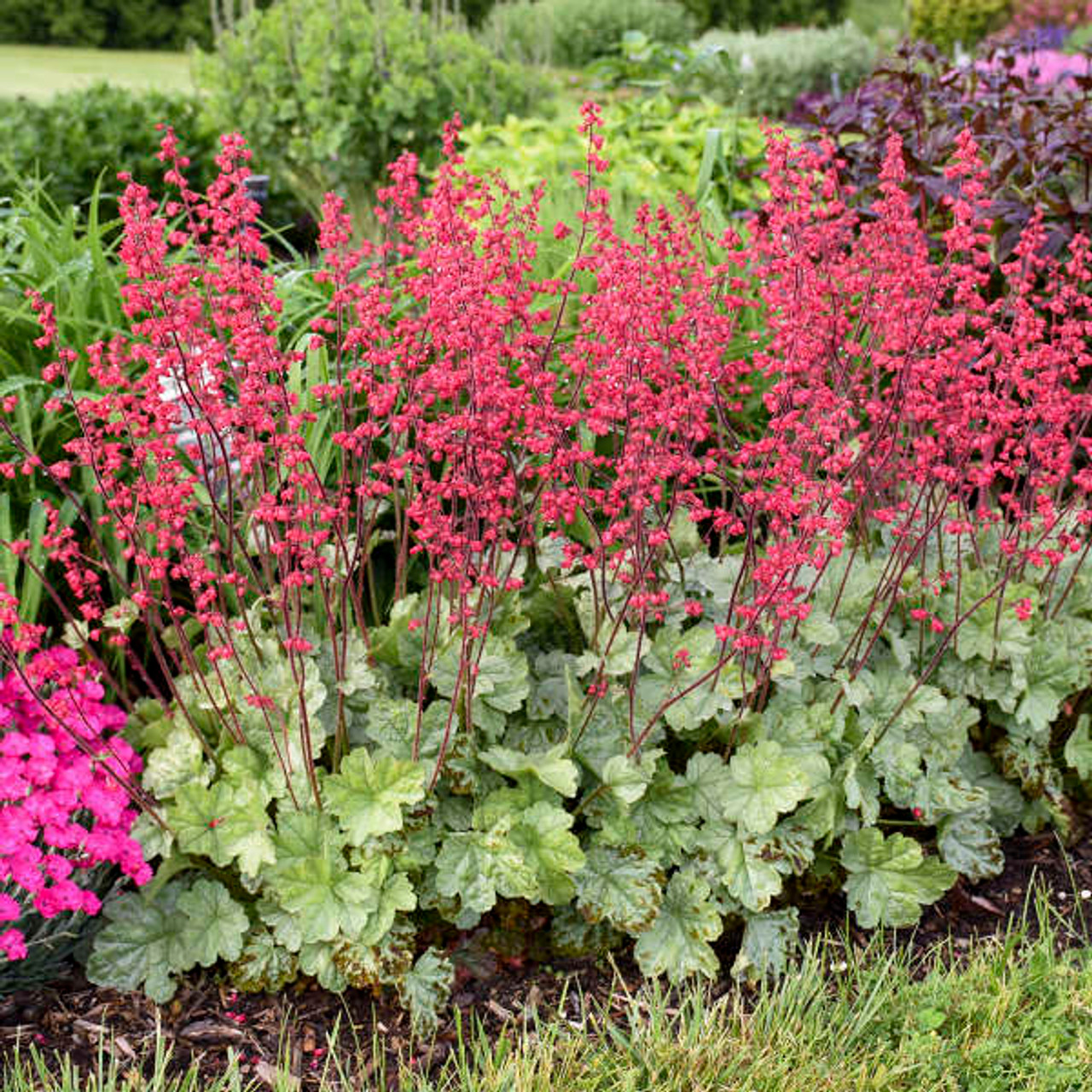 Heuchera Coral Bells Proven Winner