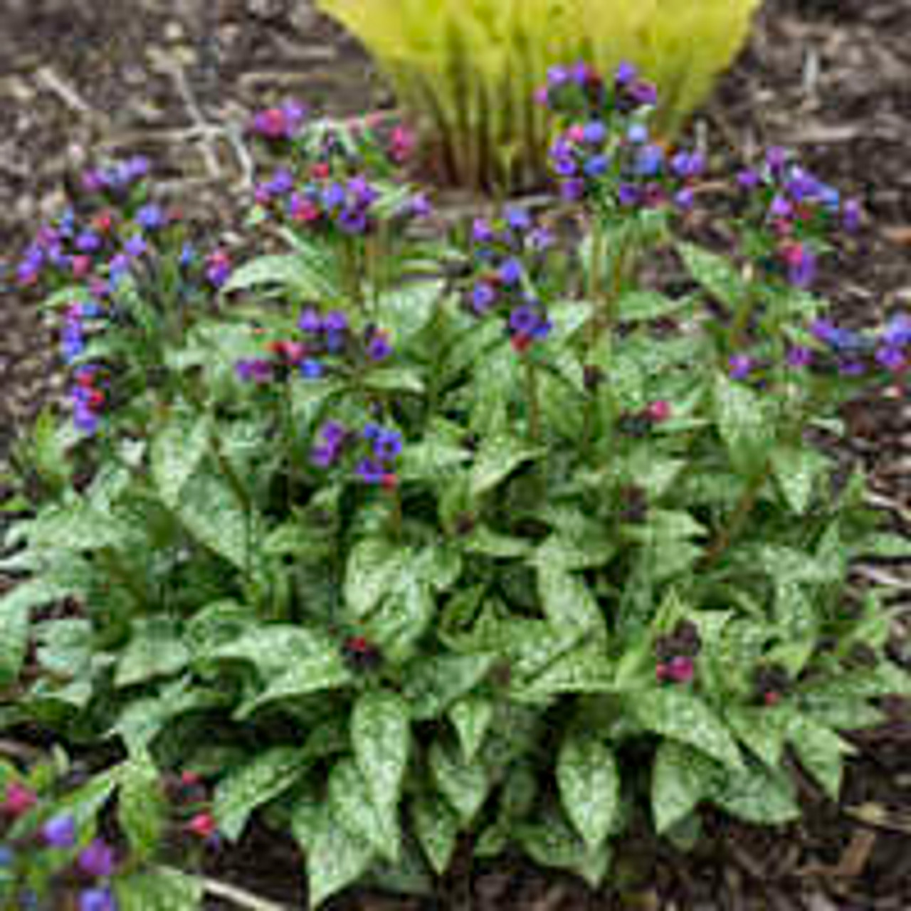 Pulmonaria Lungwort Spot On Proven Winner