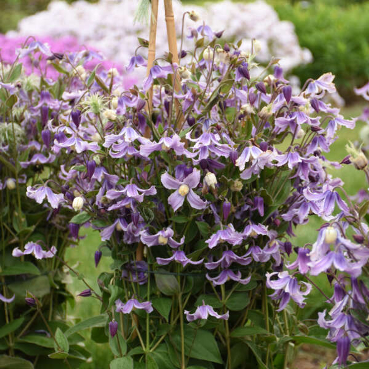 Clematis Bush  Proven Winner