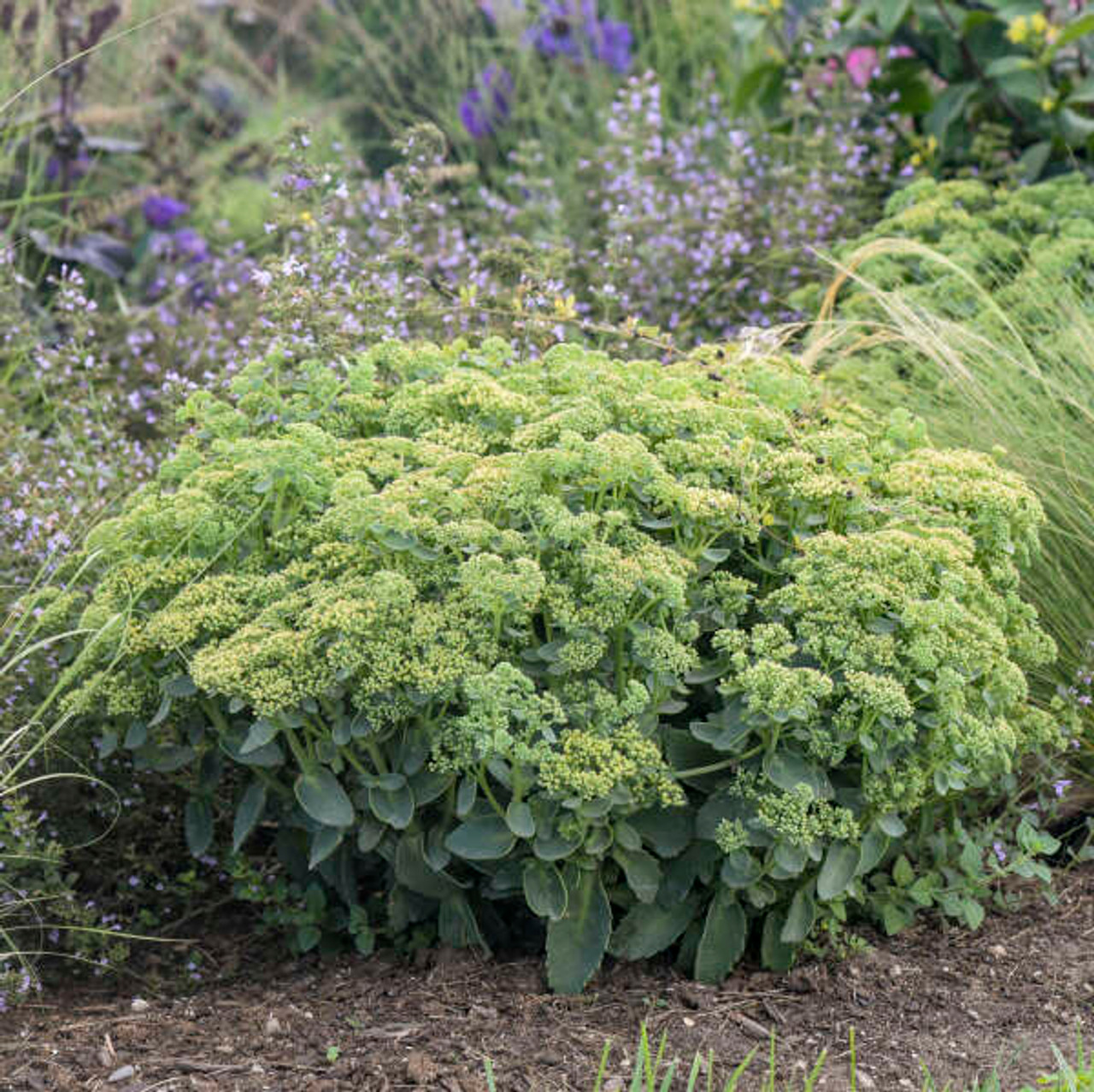 Sedum Proven Winner