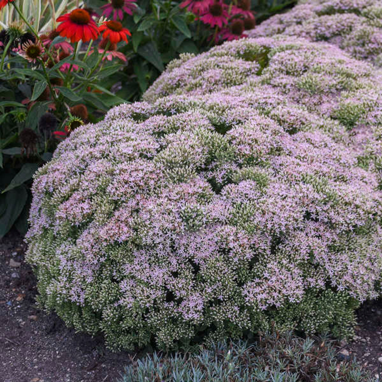 Sedum Proven Winner