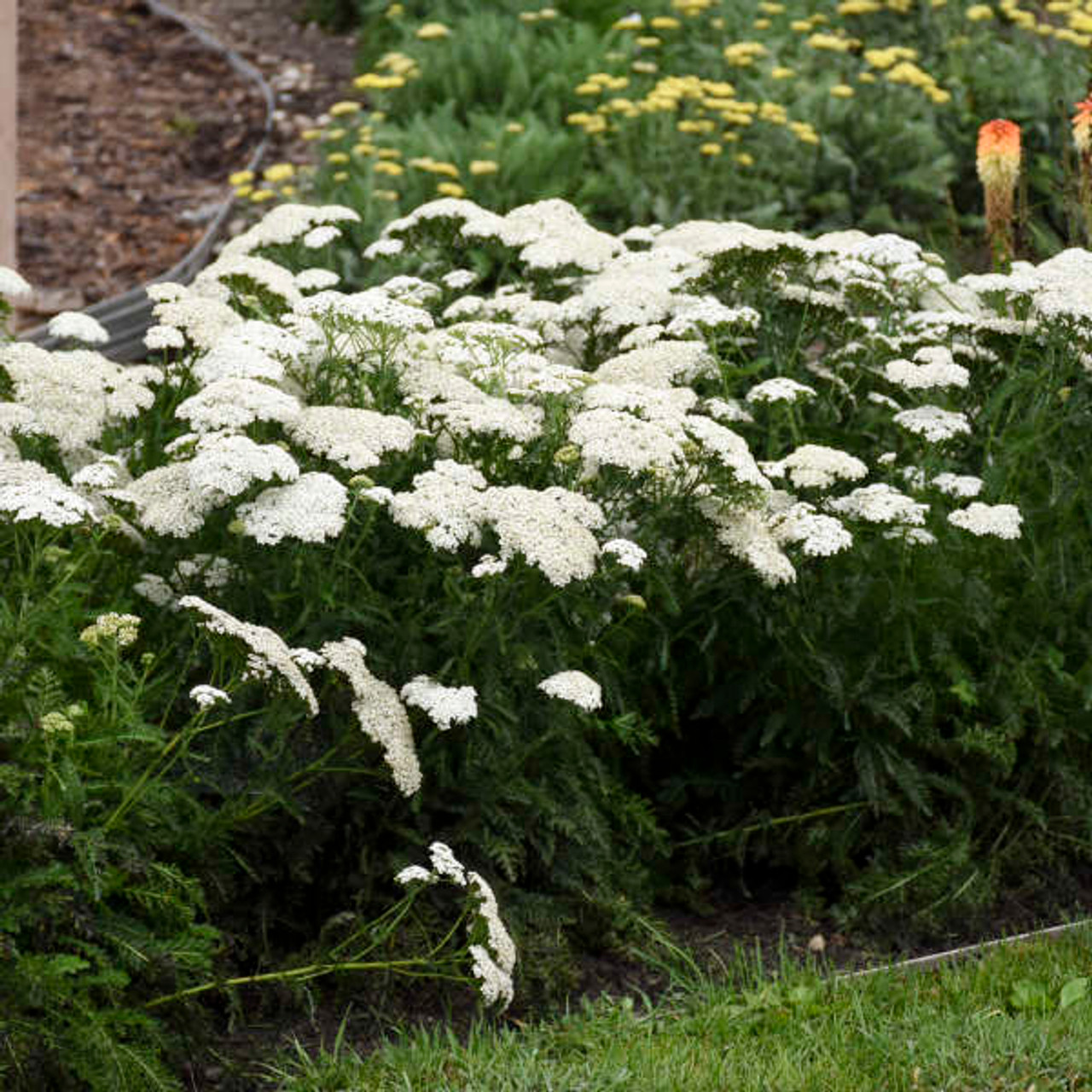 Achillea Yarrow Proven Winner