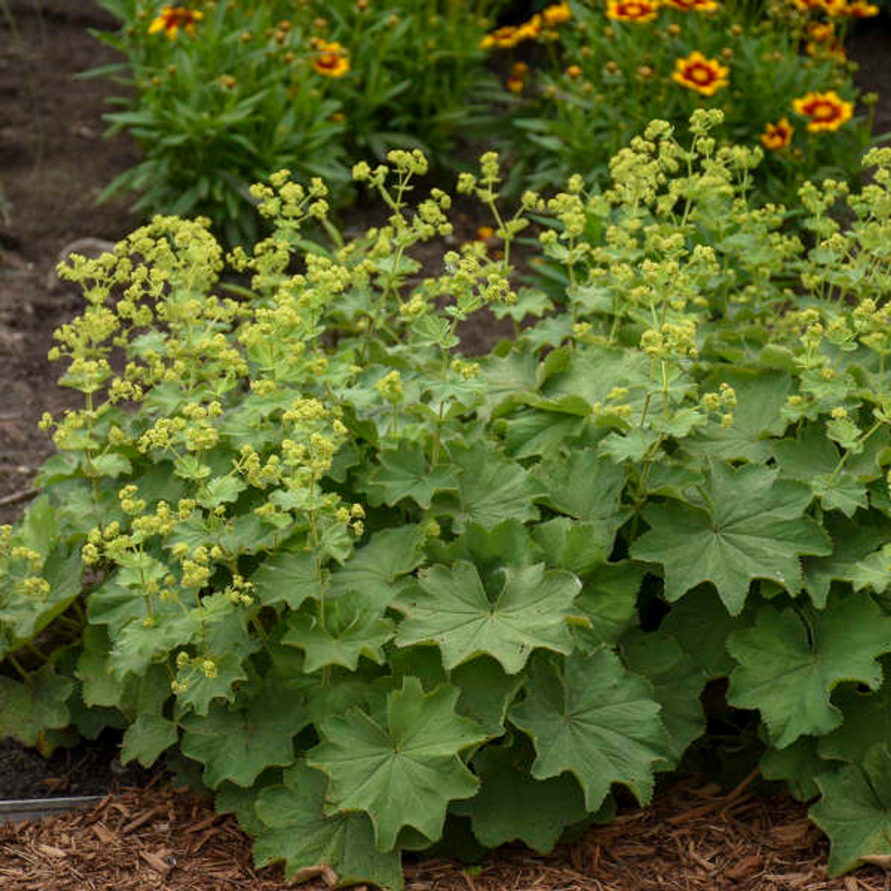 Alchemilla Mollis Lady's Mantle