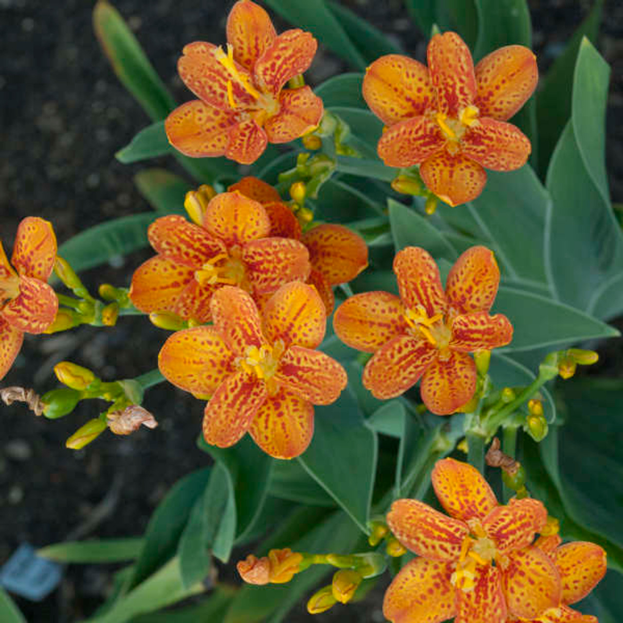 Belamcanda Blackberry Lily Freckle Face